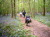 fleurs violettes sur la chemin vers le chne Maillard