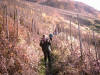 descente dans les vignes vers le village de Wolf