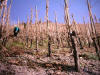 descente dans les vignes vers le village de Wolf