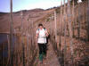 descente dans les vignes vers le village de Wolf