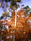 arbres colors