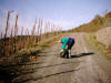 descente dans les vignes