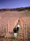 descente dans les vignes