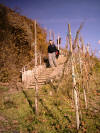 descente dans les vignes