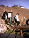 descente dans les vignes